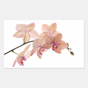 Adesivo Retangular Orquídea do Dendrobium do rosa e do pêssego -