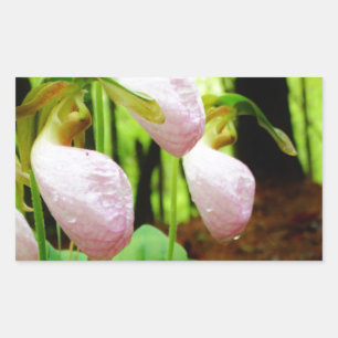 Adesivo Retangular Orquídea silvestre de Lady Slipper Rosa