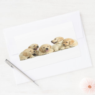 Adesivo Retangular Ouro Labrador Puppie
