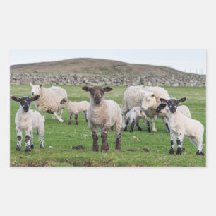 Adesivo Retangular Ovelha Shetland