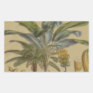 Adesivo Retangular Palm Antique Fruta Tropical Arte Botânica