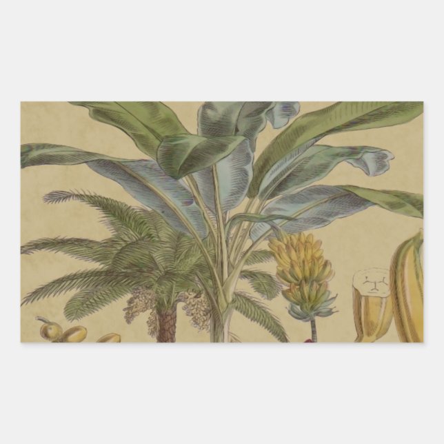 Adesivo Retangular Palm Antique Fruta Tropical Arte Botânica (Frente)