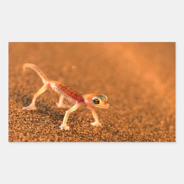 Adesivo Retangular Palmatogecko em duna de areia, Swakpomund, Erongo (Frente)