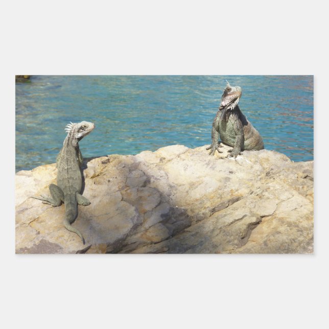 Adesivo Retangular Par de Iguanas Fotografia da Vida Selvagem Tropica (Frente)