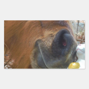 Adesivo Retangular Páscoa Bunny e Cavalo Marrom