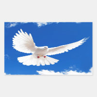 Pássaro Branco Paz Amar Céu Voador