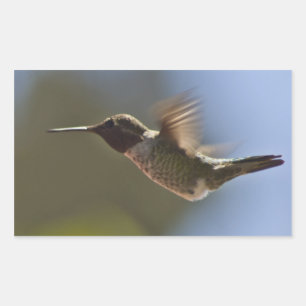 Adesivo Retangular Pássaro Hummingno Voo