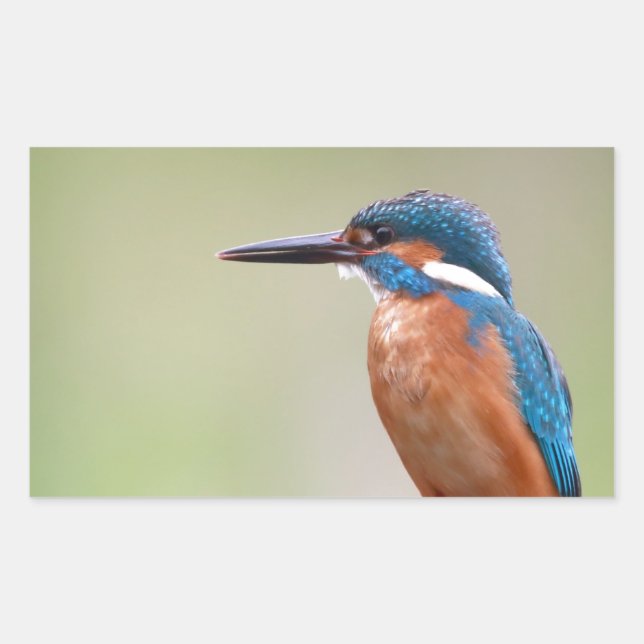 Adesivo Retangular Pássaro Kingfisher. (Frente)