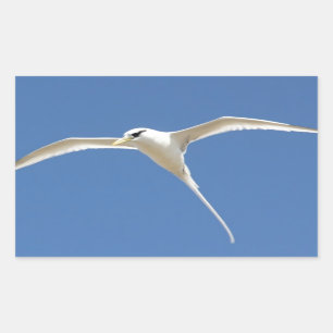 Adesivo Retangular Pássaro Palha em Rabo Maurícia