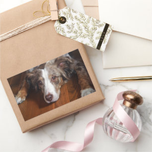 Adesivo Retangular pastor australiano, com serradura vermelha,