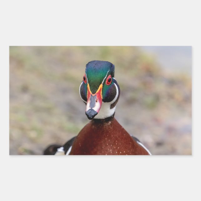 Adesivo Retangular Pato de Madeira (Frente)