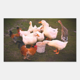 Adesivo Retangular Patos e Galinhas Engraçados