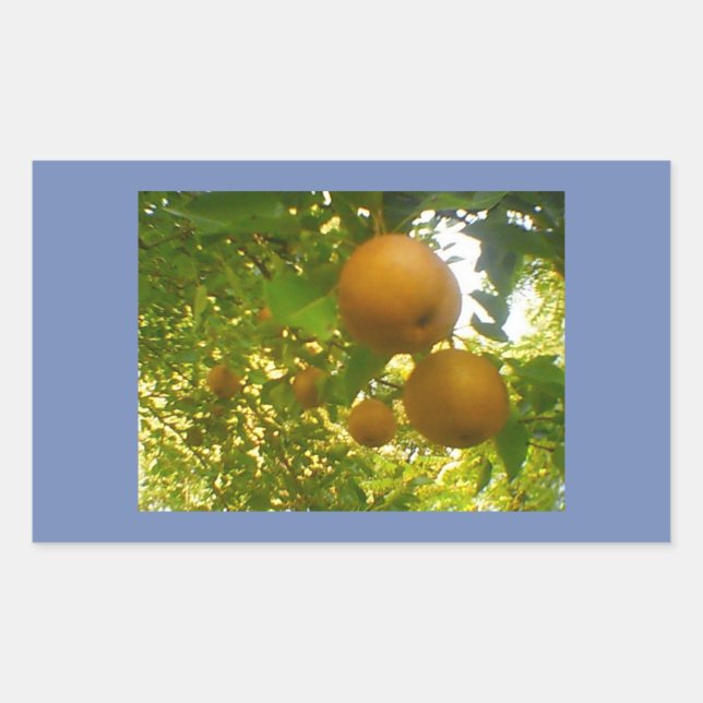 Adesivo Retangular Pear Blooms (Frente)