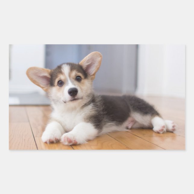 Adesivo Retangular Pembroke Welsh Corgi Puppy (Frente)