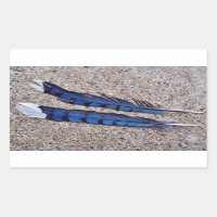 Penas de pássaro azul-jay