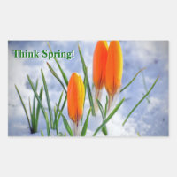 Pense em Primavera! Crocus Flower Empurrando Neve