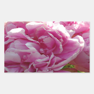 Adesivo Retangular Peony Rosa  quintal Jardim Florestal