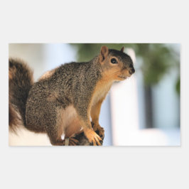 Adesivo Retangular Perch