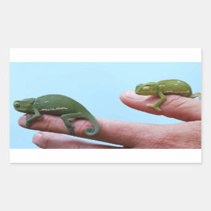 Adesivo Retangular Perspectiva dos camaleões do bebê