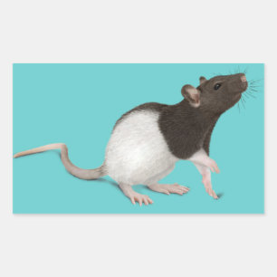 Adesivo Retangular Pet Rat Painting