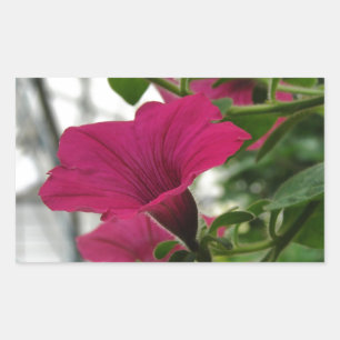 Adesivo Retangular Petunia