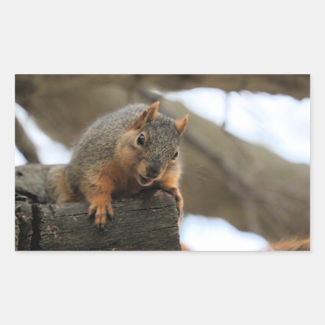 Adesivo Retangular Pfft (Frente)