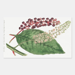 Adesivo Retangular Phytolacca Decandra (American Pokeweed) (1806)