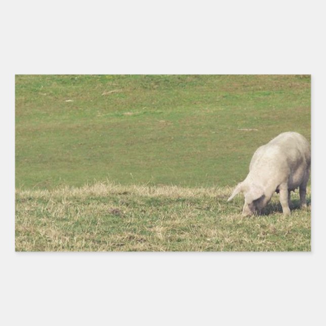 Adesivo Retangular Pig Feliz (Frente)