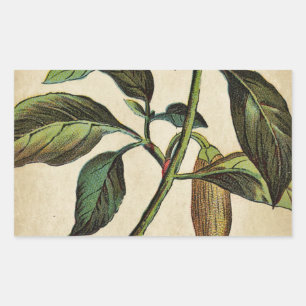 Adesivo Retangular Pimenta de Bell ânua do capsicum