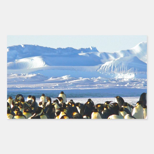 Adesivo Retangular Pinguins imperadores (Frente)