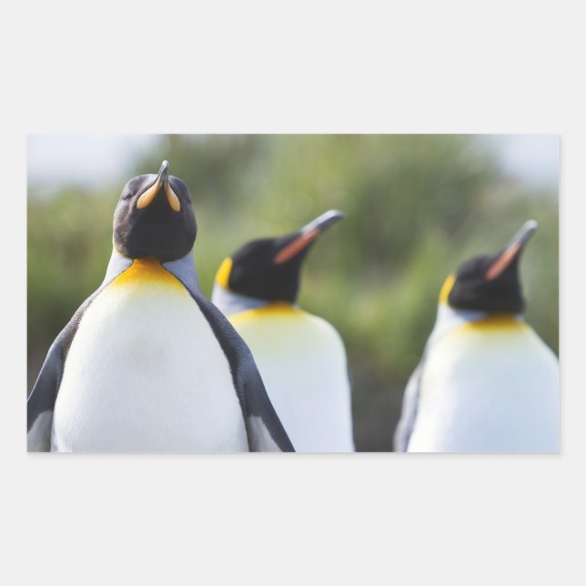 Adesivo Retangular Pinguins-rei (Frente)