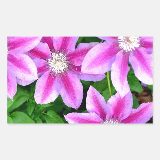 Adesivo Retangular Pink Clematis e wilégano (Frente)