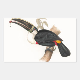 Adesivo Retangular Pintura Antiquada de Pássaros Toucanos