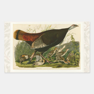 Adesivo Retangular Pintura de pássaros Selvagens de Audubon na Turqui