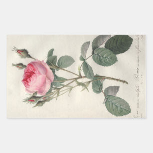 Adesivo Retangular Pintura de rosas de pintura rosa pálido