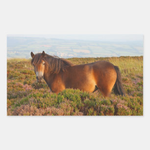 Adesivo Retangular Pônei Exmoor, cavalo, Somerset, Inglaterra