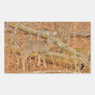 Adesivo Retangular Primeiro inverno do Baby Deer