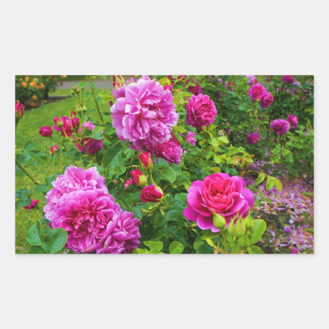 Adesivo Retangular Princesa Anne Rosa nº 2 Stickers (Frente)