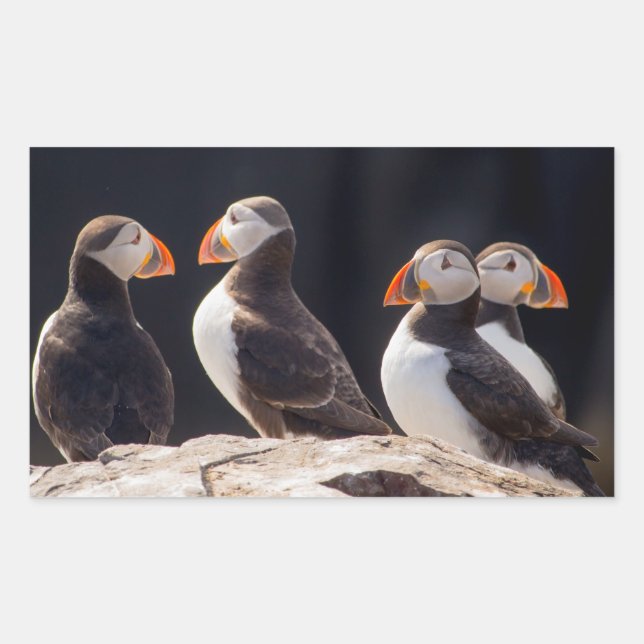 Adesivo Retangular Puffins (Frente)