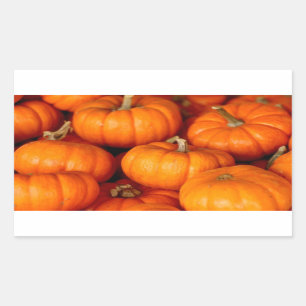 Adesivo Retangular Pumpkins
