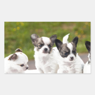 Adesivo Retangular puppies-453532.jpg