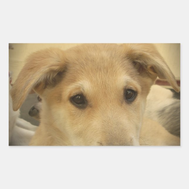 Adesivo Retangular Puppy Love: Melhor Amigo do Homem (Frente)