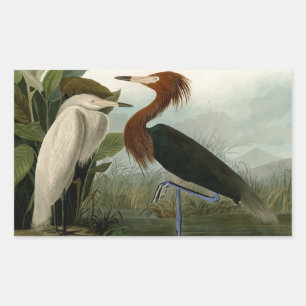 Adesivo Retangular Púrpura Heron Audubon Bird Willife Painting