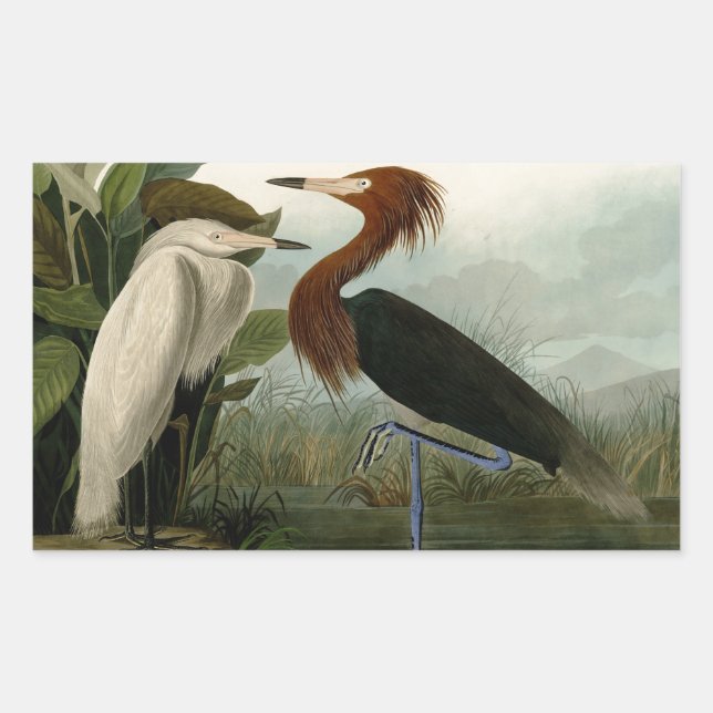 Adesivo Retangular Púrpura Heron Audubon Bird Willife Painting (Frente)