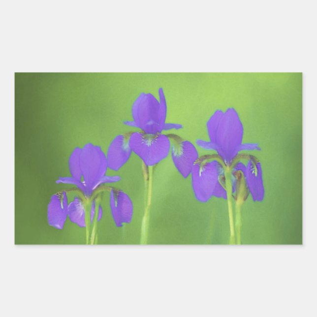 Adesivo Retangular Púrpura Iris - Arte Flor Original (Frente)