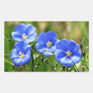 Adesivo Retangular Quatro Lindas Flores Azuis Bloom Kananaskis