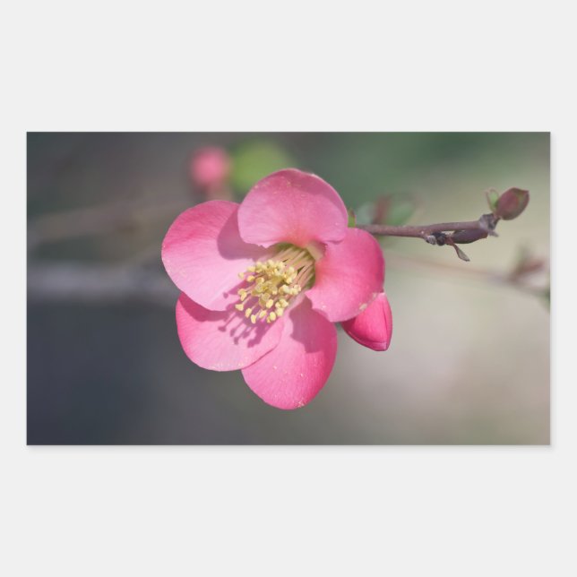 Adesivo Retangular Quince Rosa Perfeito em Flor (Frente)