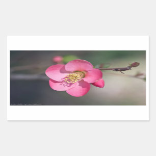 Adesivo Retangular Quince Rosa Perfeito em Flor