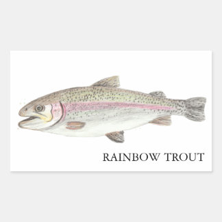 Adesivo Retangular Rainbow Trout ニジマス