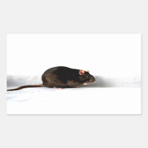 Adesivo Retangular Rat